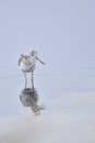 Common greenshank looking for food Royalty Free Stock Photo