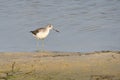 Common greenshank looking for food Royalty Free Stock Photo