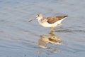 Common greenshank looking for food Royalty Free Stock Photo
