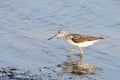 Common greenshank looking for food Royalty Free Stock Photo