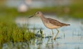 Common Greenshank - Tringa nebularia Royalty Free Stock Photo