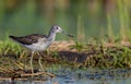 Common Greenshank - Tringa nebularia