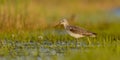 Common Greenshank - Tringa nebularia