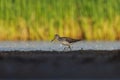 Common greenshank (tringa nebularia) feeding in the wetlands Royalty Free Stock Photo