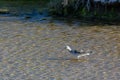 Common greenshank Tringa nebularia Royalty Free Stock Photo