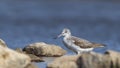 Common Greenshank in Water Royalty Free Stock Photo