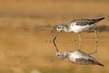 Common Greenshank, Tringa nebularia, Looking for food in the water Royalty Free Stock Photo