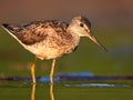 Common greenshank tringa nebularia. Royalty Free Stock Photo