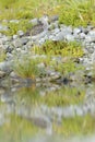 Common Greenshank (Tringa nebularia) Royalty Free Stock Photo