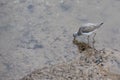 Common greenshank, Tringa nebularia, in shallow water at Kingsbridge in Devon Royalty Free Stock Photo