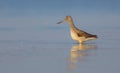 Common Greenshank - Tringa nebularia