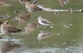 Common Greenshank in Wetlands