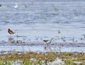 Common greenshank - Tringa nebularia at Zicksee Royalty Free Stock Photo