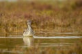 Common Greenshank - Tringa nebularia Royalty Free Stock Photo