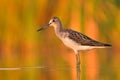 Common greenshank Trnga nebularia bird rain water in pond wetland wading shorebirds waders young nature wildlife cute