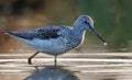 Common greenshank wades in colorful water with water drop on tip of the beak