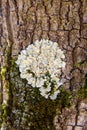 Common greenshield lichen Royalty Free Stock Photo
