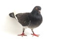 Common grey black pigeon or dove isolated on a white Royalty Free Stock Photo