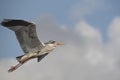 Common grey heron