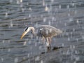 Grey heron fishing under waterfall