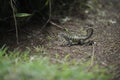 Common grey lizard.