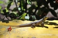 Common grey lizard.