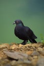 Common grey pigeon sitting on ground near a pond.