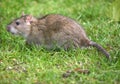 Common grey Rat.