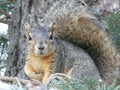 Common Grey Squirrel in Spruce Tree