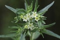 Common Gromwell - Lithospermum officinale Royalty Free Stock Photo