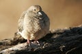 Common Ground Dove, Columbina passerina