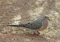 Common ground dove,  Columbina passerina, Sonny bono national wildlife reserve at Salton Sea Royalty Free Stock Photo