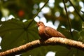 Common Ground Dove