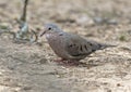 Common ground dove on the ground in the La Lomita Bird and Wildlife Photography Ranch in Texas.