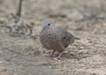 Common ground dove on the ground in the La Lomita Bird and Wildlife Photography Ranch in Texas.