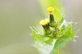 Common groundsel Royalty Free Stock Photo