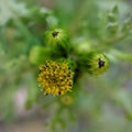 Common groundsel flower and buds Royalty Free Stock Photo