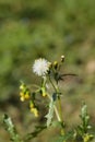 Common groundsel Royalty Free Stock Photo