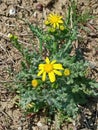 Common groundsel Senecio vulgaris