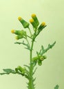 Common groundsel (Senecio vulgaris)