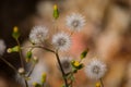 The common groundsel (Senecio vulgaris).