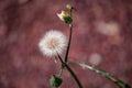 The common groundsel (Senecio vulgaris).