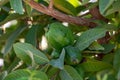 Common guava tropical plant with tasty aromatic fruits growing near Paphos, Cyprus Royalty Free Stock Photo