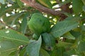 Common guava tropical plant with tasty aromatic fruits growing near Paphos, Cyprus Royalty Free Stock Photo