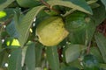 Common guava tropical plant with tasty aromatic fruits growing near Paphos, Cyprus Royalty Free Stock Photo