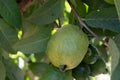 Common guava tropical plant with tasty aromatic fruits growing near Paphos, Cyprus Royalty Free Stock Photo