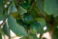 Common guava tropical plant with tasty aromatic fruits growing near Paphos, Cyprus Royalty Free Stock Photo