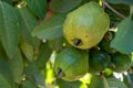 Common guava tropical plant with tasty aromatic fruits growing near Paphos, Cyprus Royalty Free Stock Photo