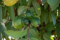 Common guava tropical plant with tasty aromatic fruits growing near Paphos, Cyprus Royalty Free Stock Photo