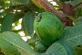 Common guava tropical plant with tasty aromatic fruits growing near Paphos, Cyprus Royalty Free Stock Photo